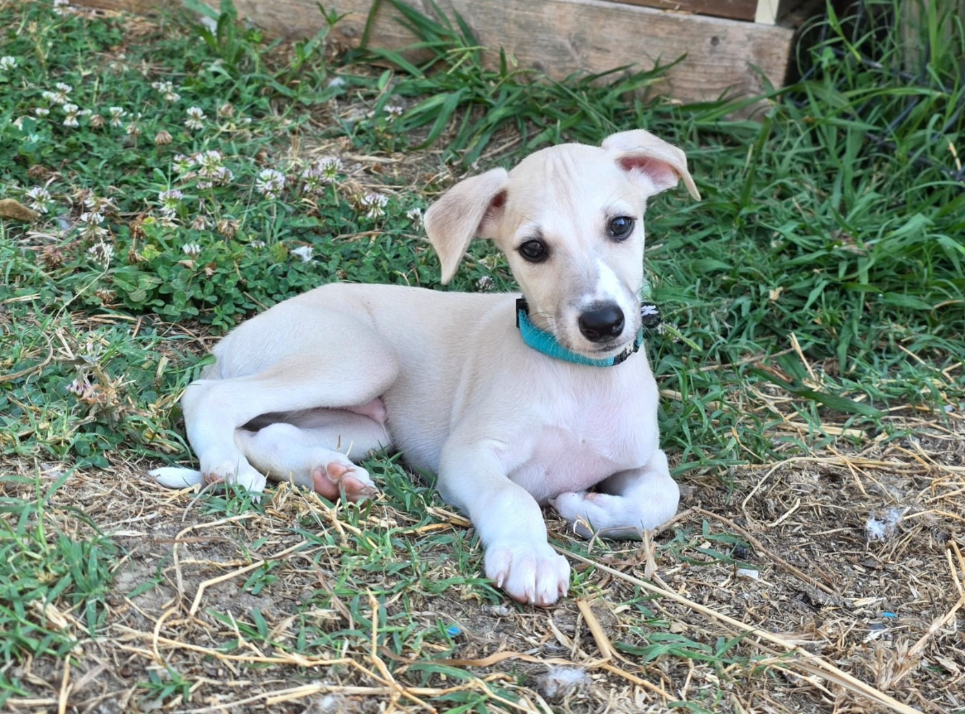 De La Truffe Sacrée - Chiots disponibles - Whippet