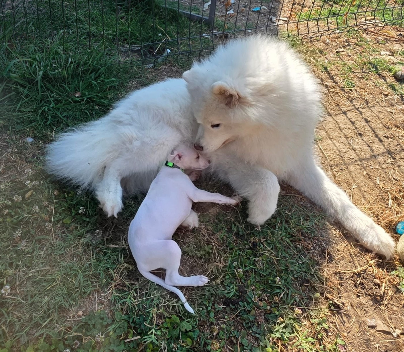 De La Truffe Sacrée - Chiots disponibles - Whippet