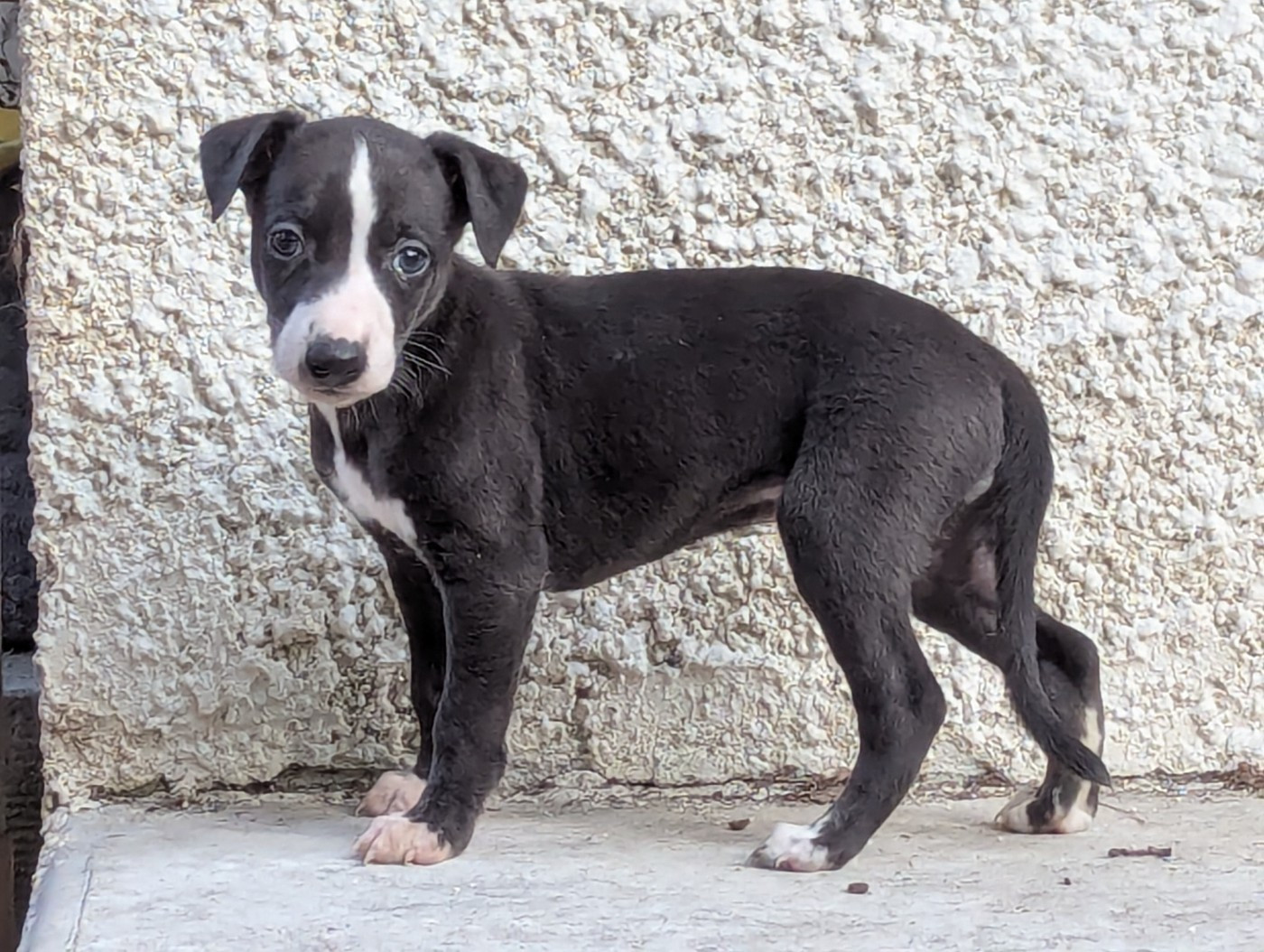 De La Truffe Sacrée - Chiots disponibles - Whippet
