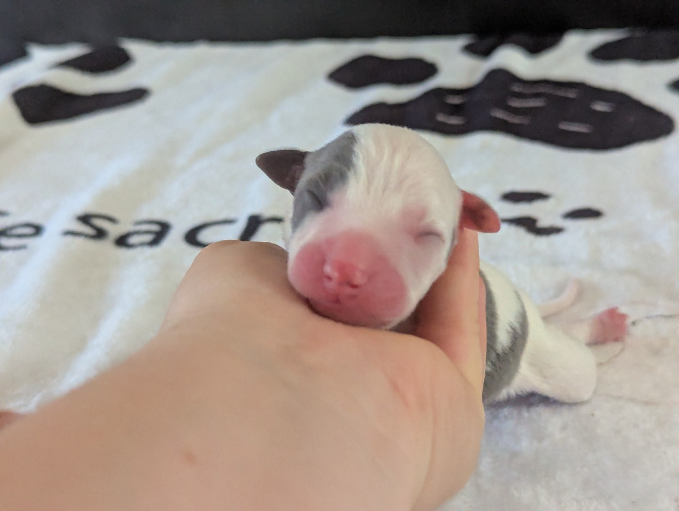 De La Truffe Sacrée - Chiots disponibles - Whippet
