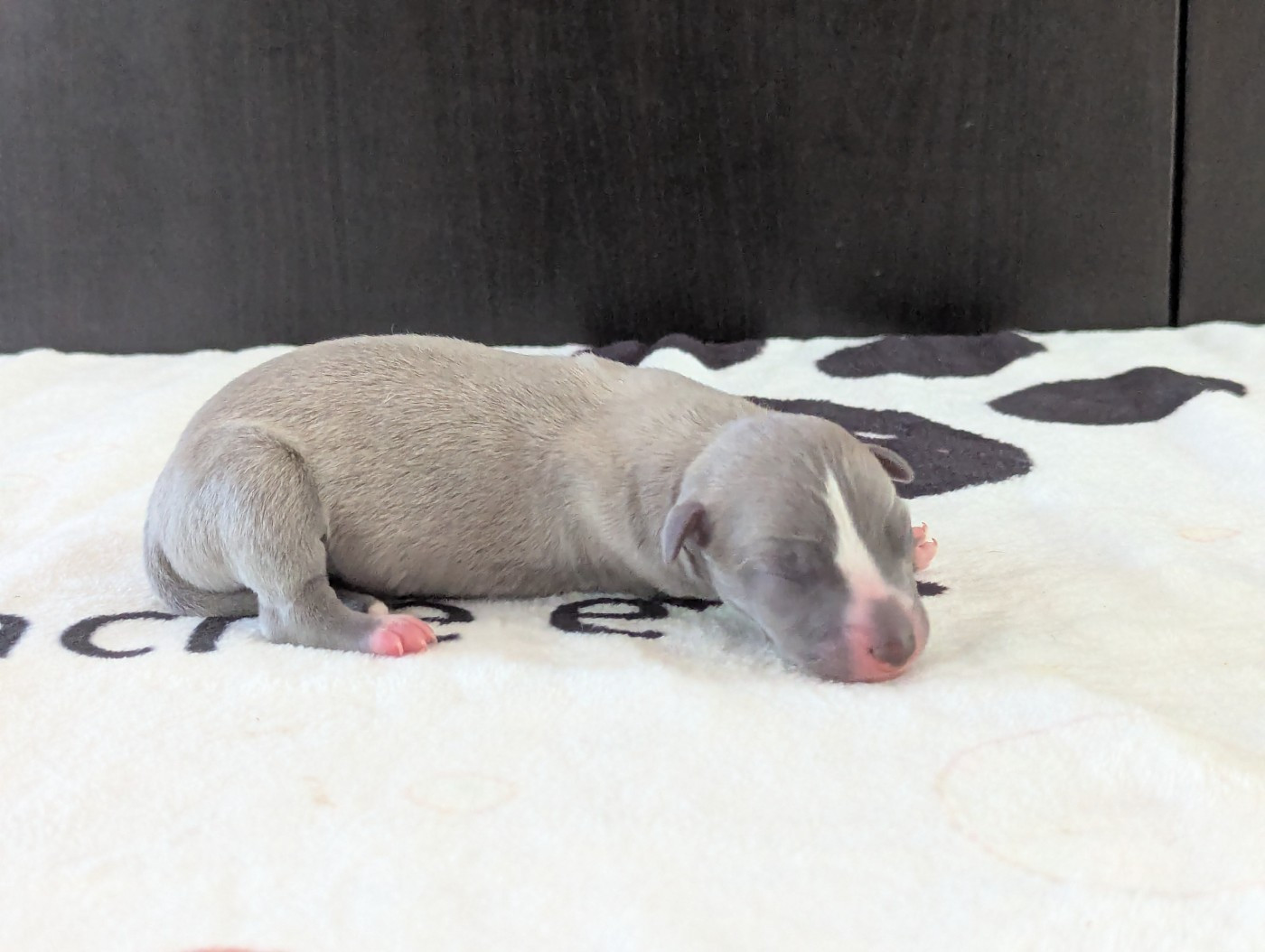 De La Truffe Sacrée - Chiots disponibles - Whippet