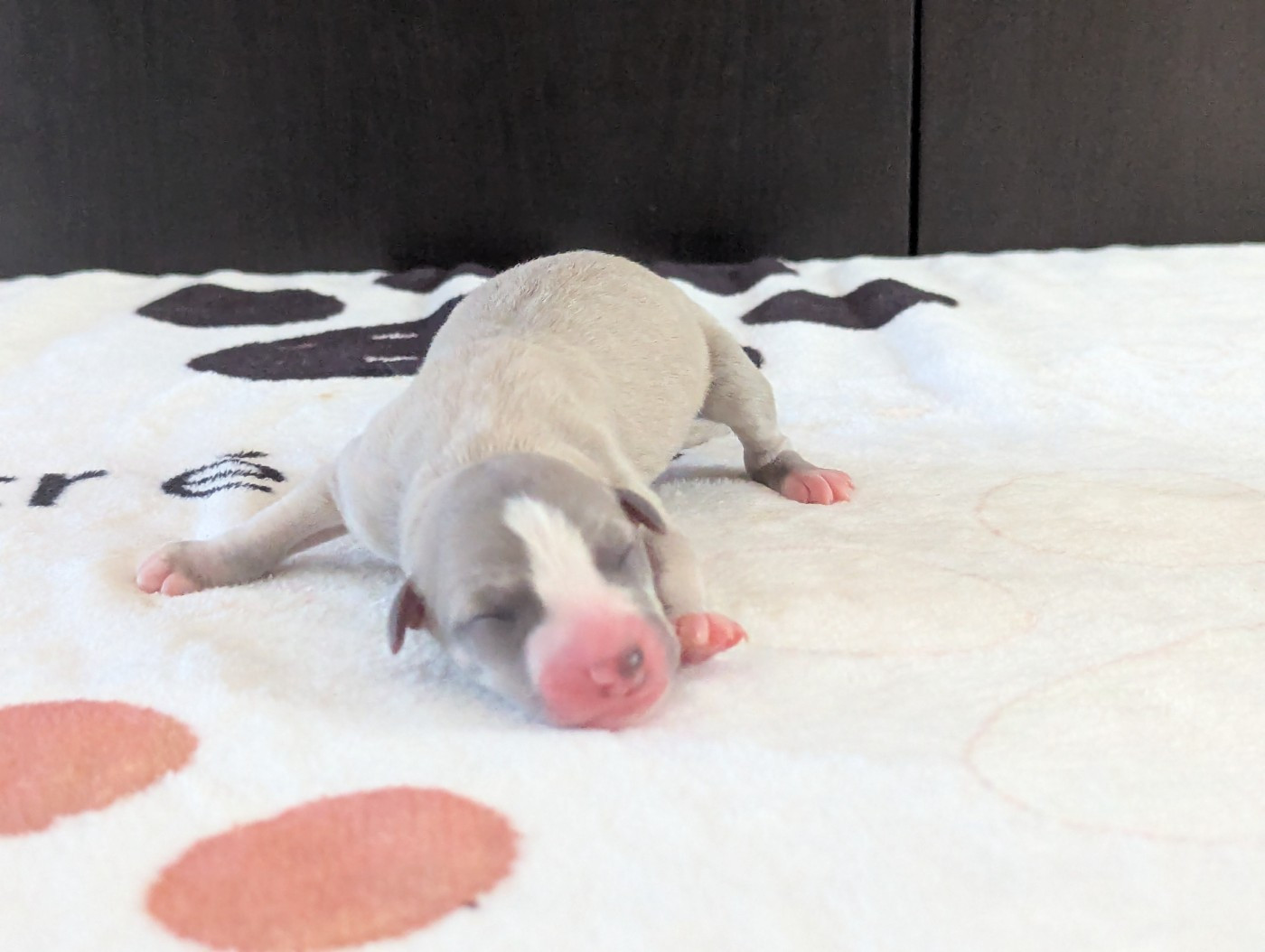 De La Truffe Sacrée - Chiots disponibles - Whippet