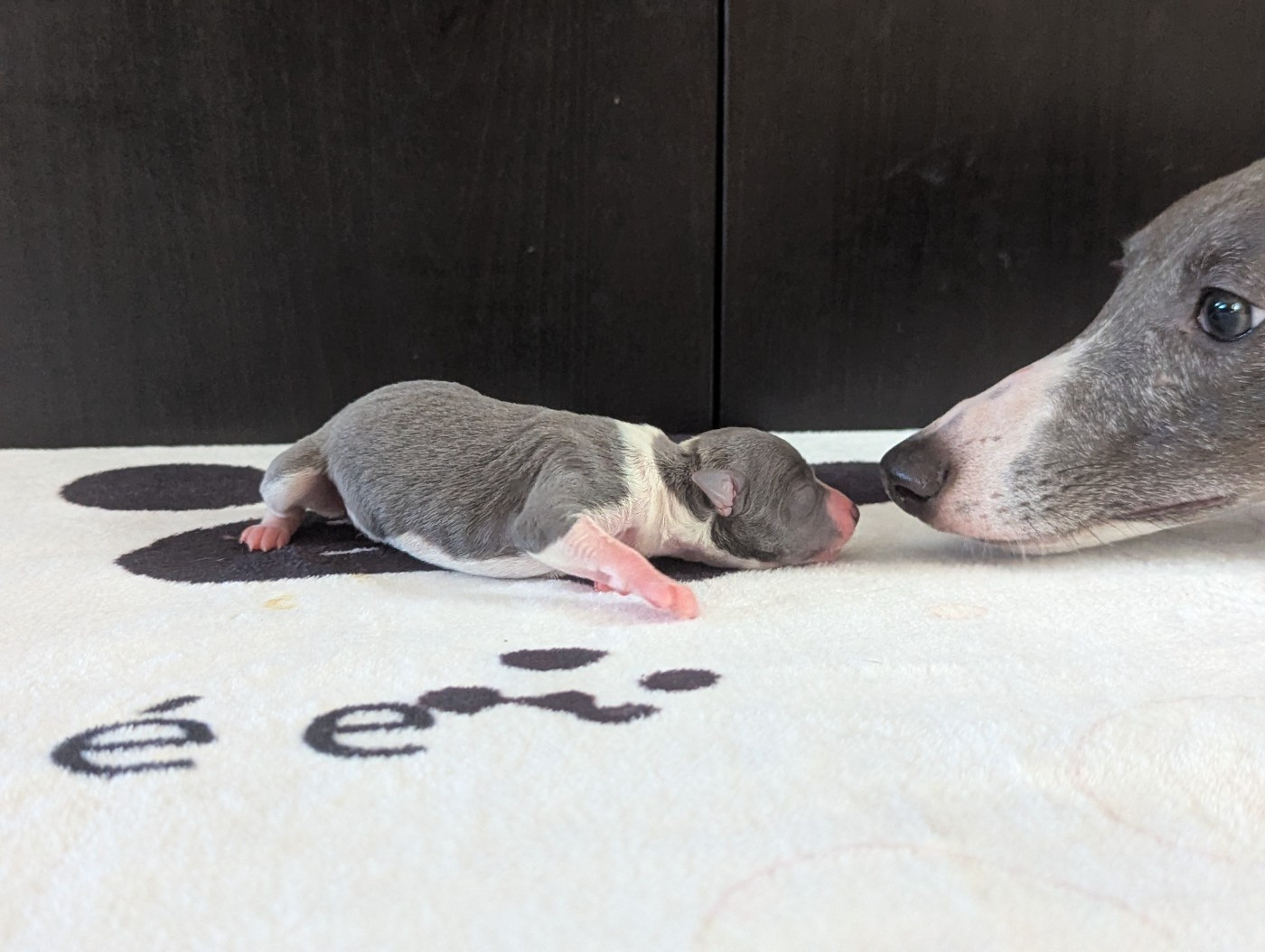 De La Truffe Sacrée - Chiots disponibles - Whippet