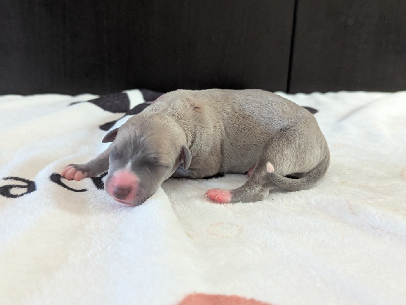 De La Truffe Sacrée - Chiots disponibles - Whippet