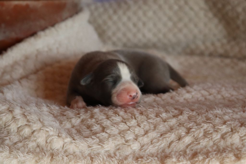 Chiot Whippet De La Truffe Sacrée