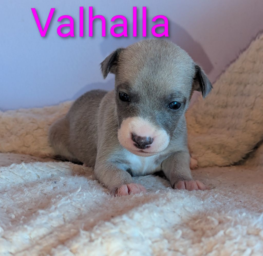 De La Truffe Sacrée - Chiots disponibles - Whippet