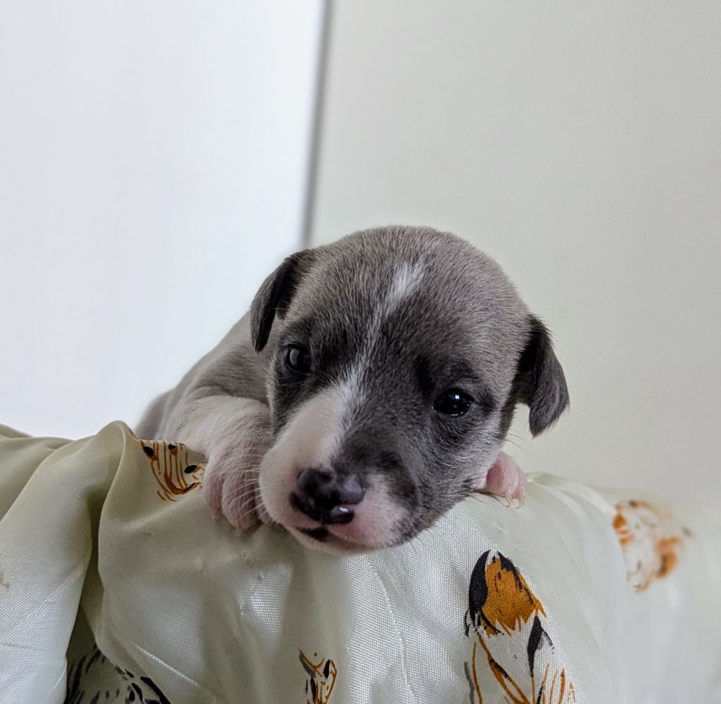 De La Truffe Sacrée - Chiots disponibles - Whippet
