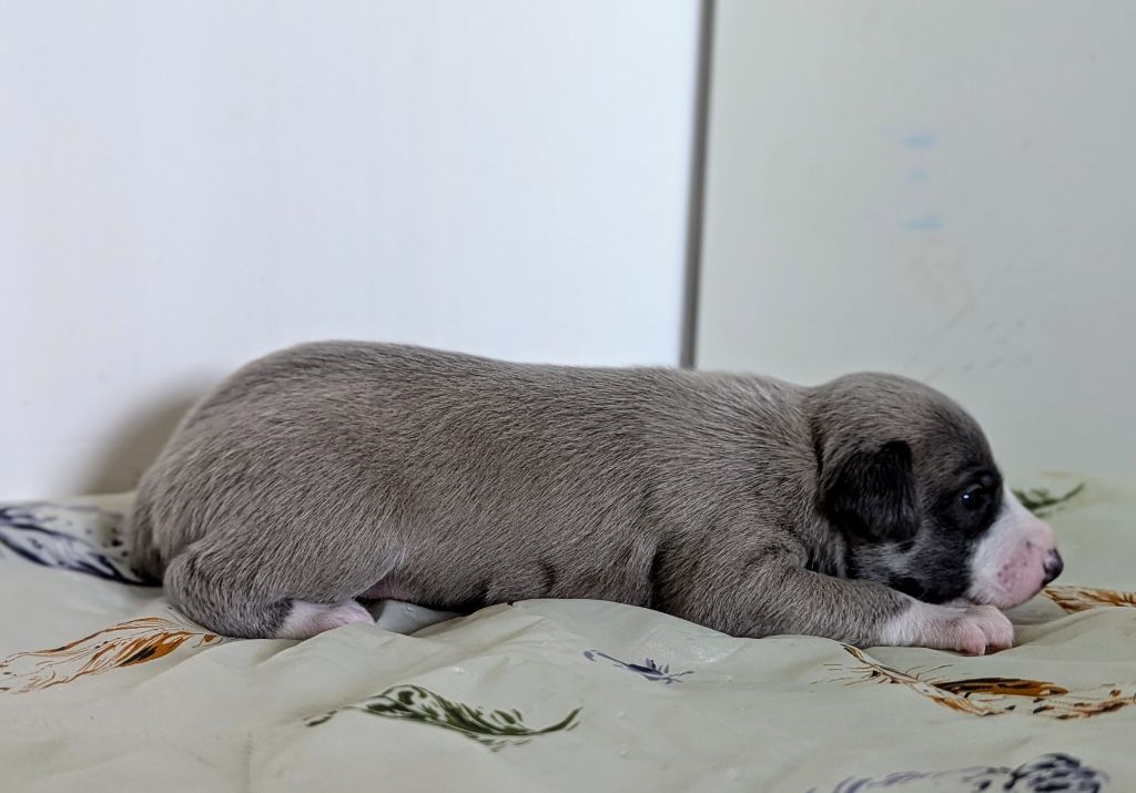 De La Truffe Sacrée - Chiots disponibles - Whippet