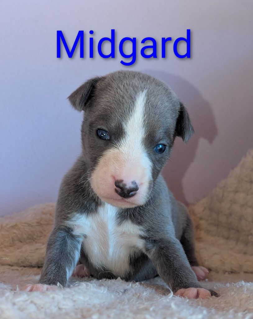 De La Truffe Sacrée - Chiots disponibles - Whippet