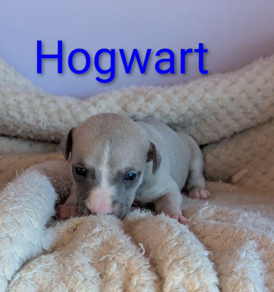 De La Truffe Sacrée - Chiots disponibles - Whippet