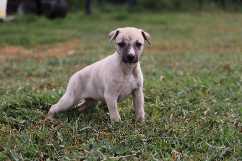 De La Truffe Sacrée - Chiots disponibles - Whippet