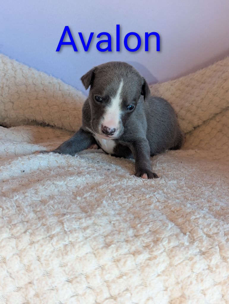 De La Truffe Sacrée - Chiots disponibles - Whippet