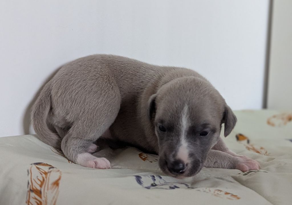 De La Truffe Sacrée - Chiots disponibles - Whippet