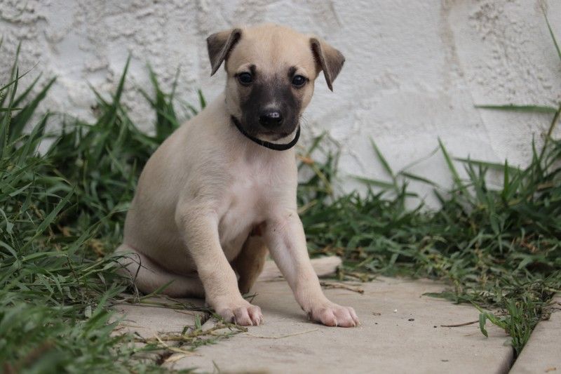 De La Truffe Sacrée - Chiots disponibles - Whippet