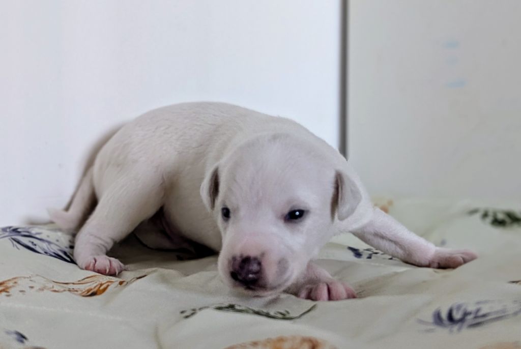 De La Truffe Sacrée - Chiots disponibles - Whippet