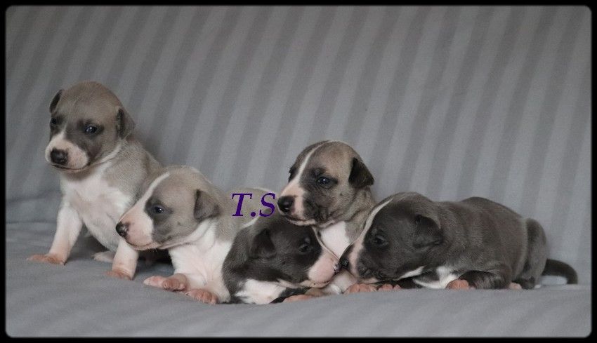 Chiot Whippet De La Truffe Sacrée
