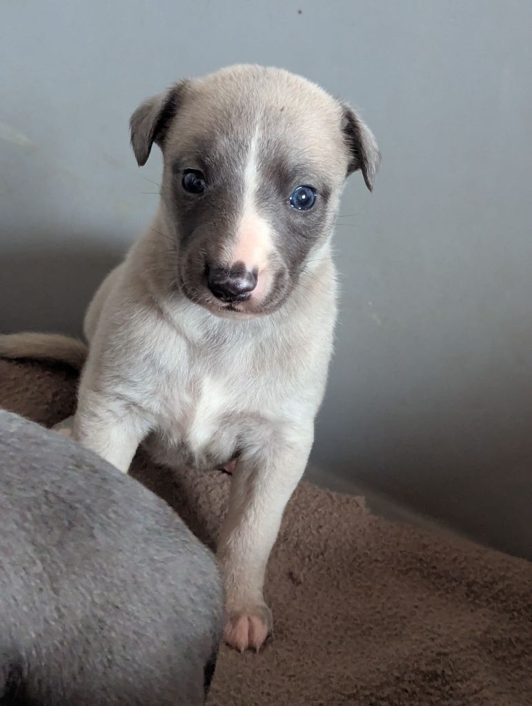 De La Truffe Sacrée - Chiots disponibles - Whippet