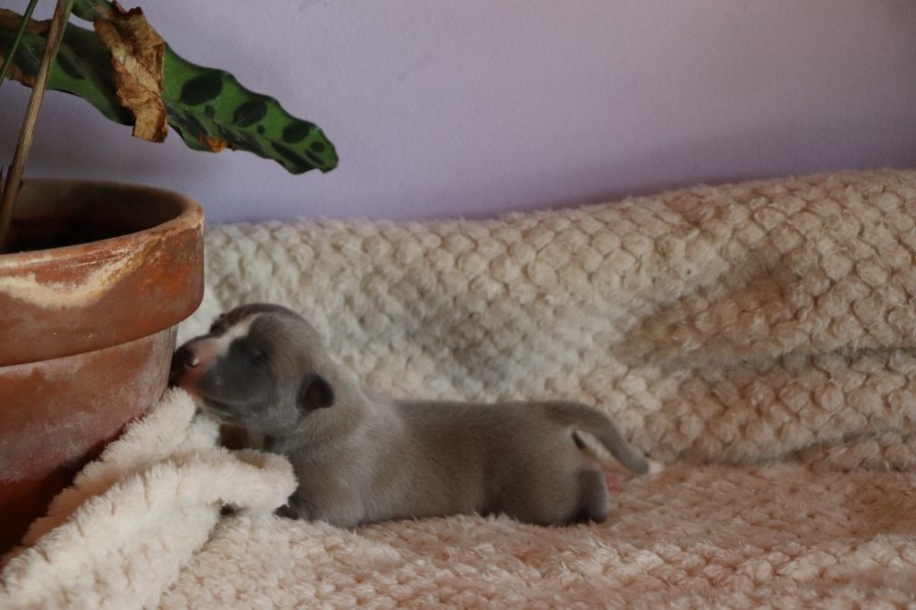 De La Truffe Sacrée - Chiots disponibles - Whippet