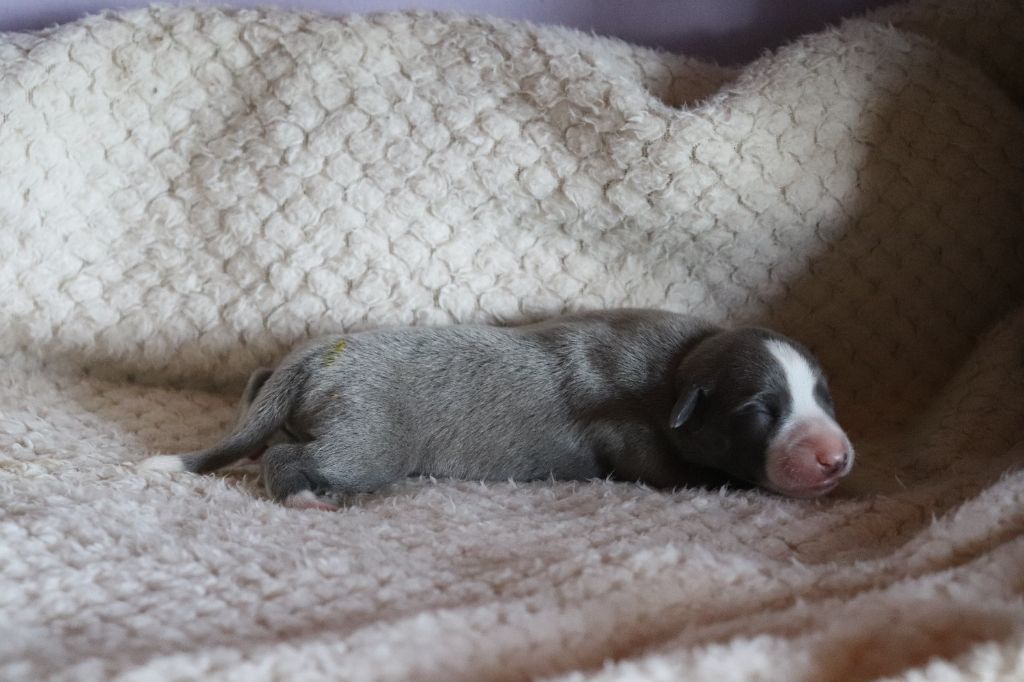 De La Truffe Sacrée - Chiots disponibles - Whippet