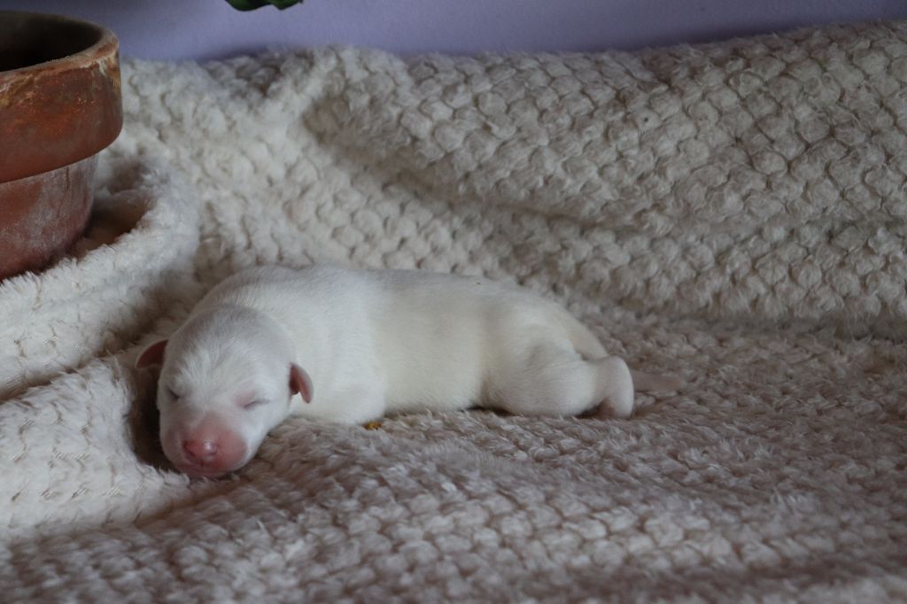 De La Truffe Sacrée - Chiots disponibles - Whippet