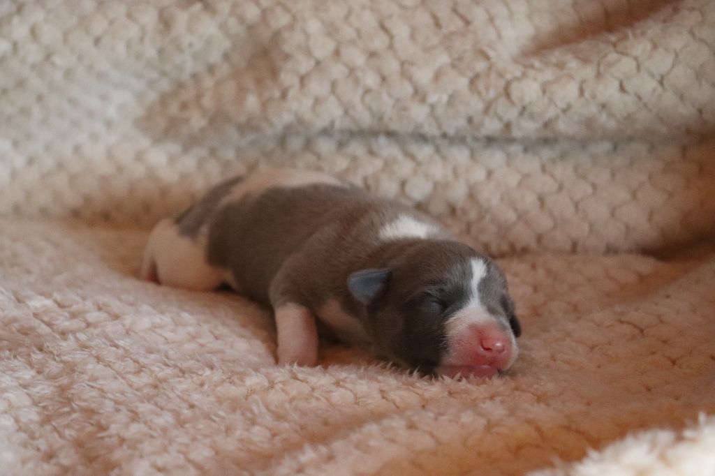 De La Truffe Sacrée - Chiots disponibles - Whippet